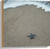 WallClassics - Hout - Kleine Baby Schildpad op het Strand - 50x50 cm - 12 mm dik - Foto op Hout (Met Ophangsysteem)