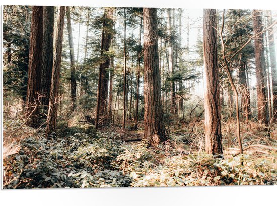 WallClassics - Panneau en mousse PVC - Vieux Arbres dans la forêt - Photo 75x50 cm sur panneau en mousse PVC (avec système d'accrochage)