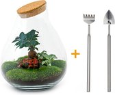 Terrarium - Drop XL - ↑ 37 cm - Ecosysteem plant - Kamerplanten - DIY planten terrarium - Mini ecosysteem + Hark + Schep
