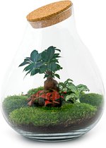 Terrarium - Drop XL - ↑ 37 cm - Ecosysteem plant - Kamerplanten - DIY planten terrarium - Mini ecosysteem