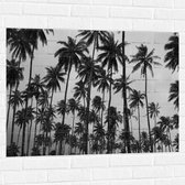 WallClassics - Muursticker - Heel Veel Palmbomen Zwart / Wit - 100x75 cm Foto op Muursticker