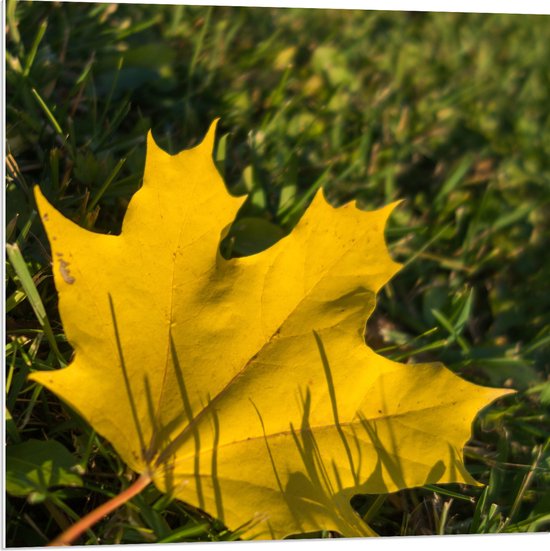 WallClassics - PVC Schuimplaat - Geel Eikenblad in het Groene Gras - 80x80 cm Foto op PVC Schuimplaat (Met Ophangsysteem)