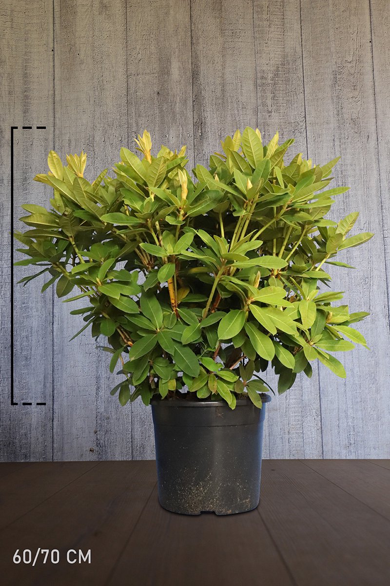 Plants Online - Haagplanten - Rhododendron 'Red Jack' - Pot 60-70 cm - set van 10 - Bloeiende plant - Groeit breed uit - Informele haag - Wintergroen