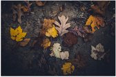 WallClassics - Poster Glossy - Feuilles d'automne dans le Sable - 120x80 cm Photo sur Papier Poster avec Finition Brillante