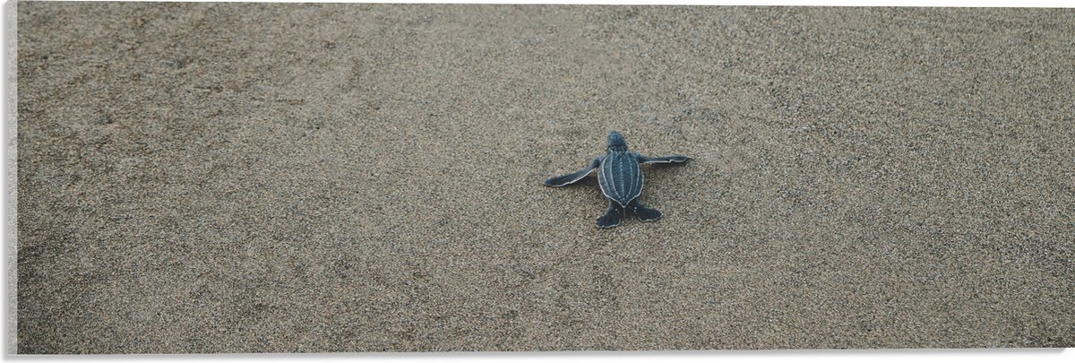 Acrylglas - Kleine Baby Schildpad op het Strand - 60x20 cm Foto op Acrylglas (Wanddecoratie op Acrylaat)