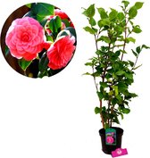Camellia japonica 'Dr King' japanse roos - Hoogte +110cm - 2 liter pot