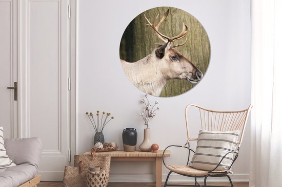 Gros plan d'un renne contre un arbre Assiette en plastique cercle mural ⌀ 140 cm