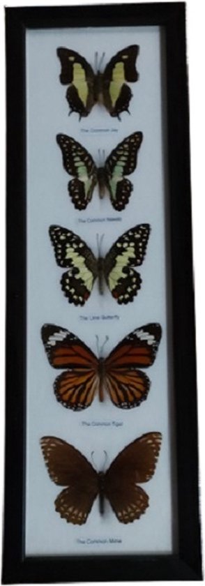 vlinder vlinders insect insecten fotolijst lijst opgezette vlinders vlinders echt