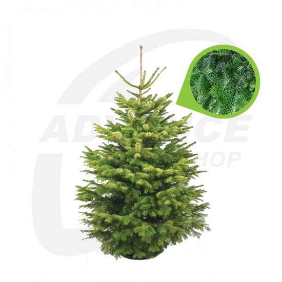 Echte kerstboom Nordmann spar +/175cm met kluit in pot bol