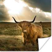Affiche Highlander écossais - Soleil - Animaux - 30x30 cm