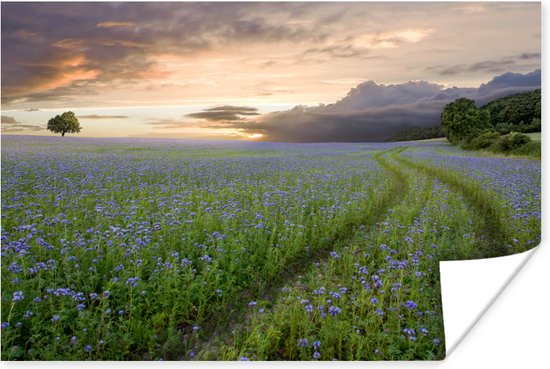 Affiche Sunset - Fleurs - Couleurs - 30x20 cm