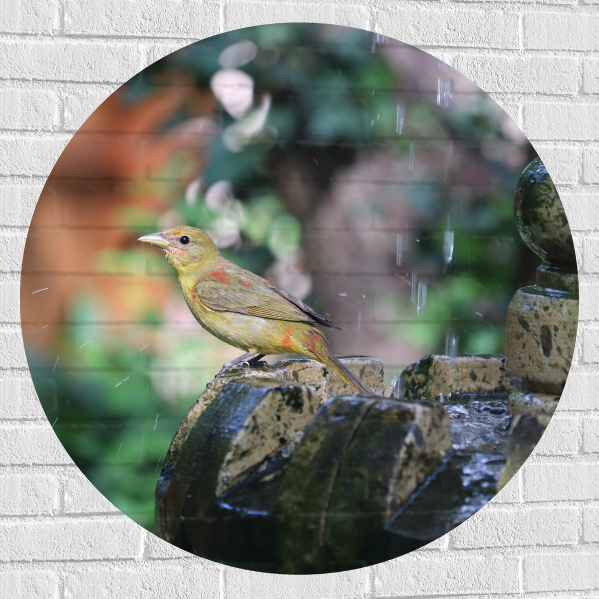 Muursticker Cirkel - Gele Tangare Vogel bij een Fontein - 90x90 cm Foto op Muursticker