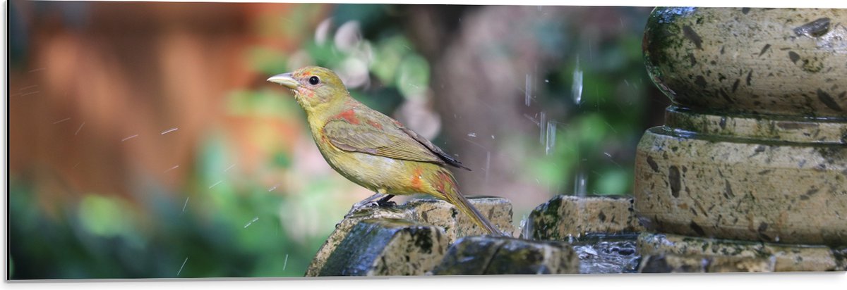 Dibond - Gele Tangare Vogel bij een Fontein - 90x30 cm Foto op Aluminium (Wanddecoratie va
