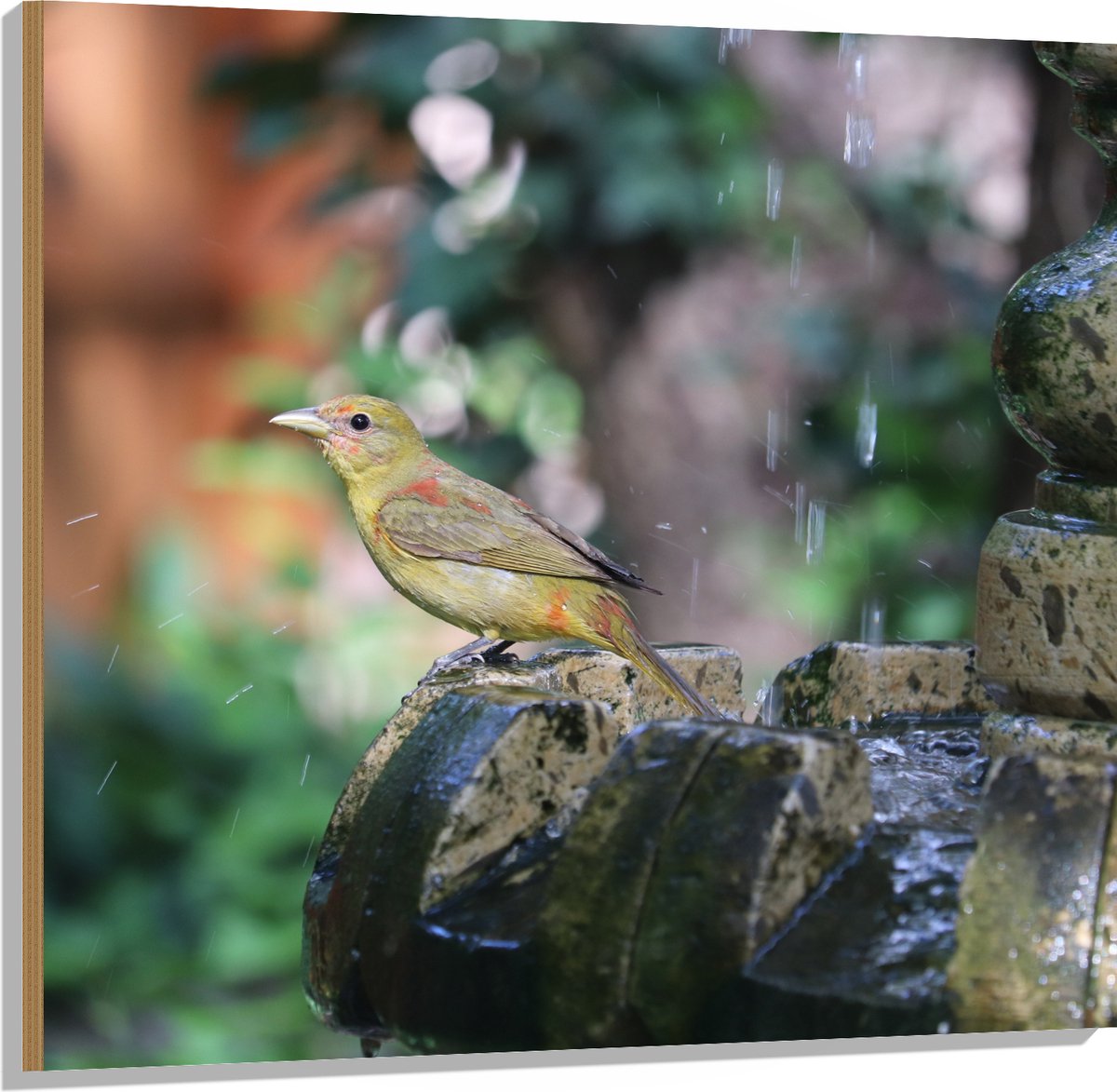 Hout - Gele Tangare Vogel bij een Fontein - 100x100 cm - 12 mm dik - Foto op Hout (Met Oph