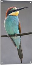 WallClassics - Tuinposter – Kleurrijke Bijeneter Vogel - 50x100 cm Foto op Tuinposter  (wanddecoratie voor buiten en binnen)