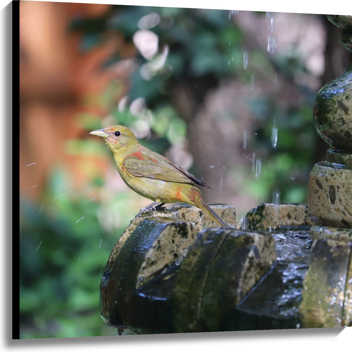 Canvas - Gele Tangare Vogel bij een Fontein - 100x100 cm Foto op Canvas Schilderij (Wandde