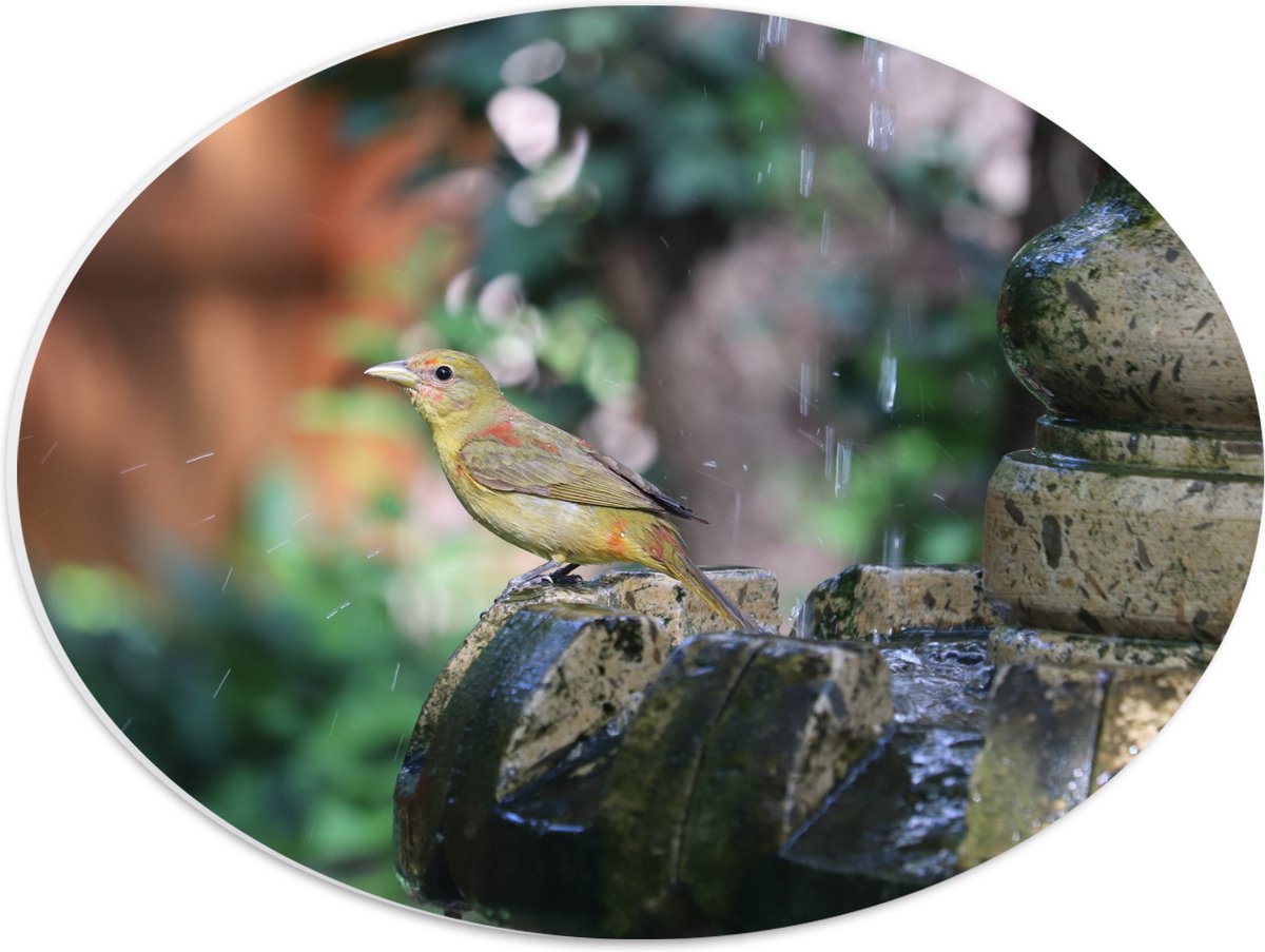 PVC Schuimplaat Ovaal - Gele Tangare Vogel bij een Fontein - 40x30 cm Foto op Ovaal (Met O