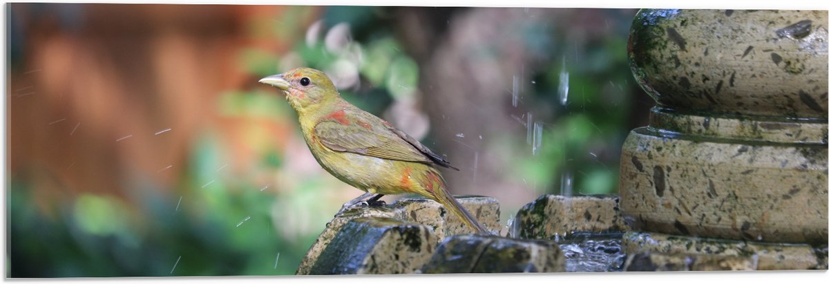 Acrylglas - Gele Tangare Vogel bij een Fontein - 90x30 cm Foto op Acrylglas (Wanddecoratie