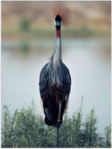 WallClassics - Poster (Matte) - Grue Majestueuse dans les Herbes Vertes sur l' Water - 75x100 cm Photo sur Papier Poster avec un Aspect Mat