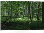 WallClassics - Panneau en mousse PVC - Différents Arbres verts en forêt - Photo 75x50 cm sur panneau en mousse PVC (avec système de suspension)