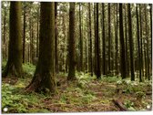 WallClassics - Poster de Jardin - Arbres et Plantes de la Forêt - 80x60 cm Photo sur Poster de Jardin (décoration murale pour l'extérieur et l'intérieur)