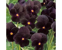 Viooltje Twix Black