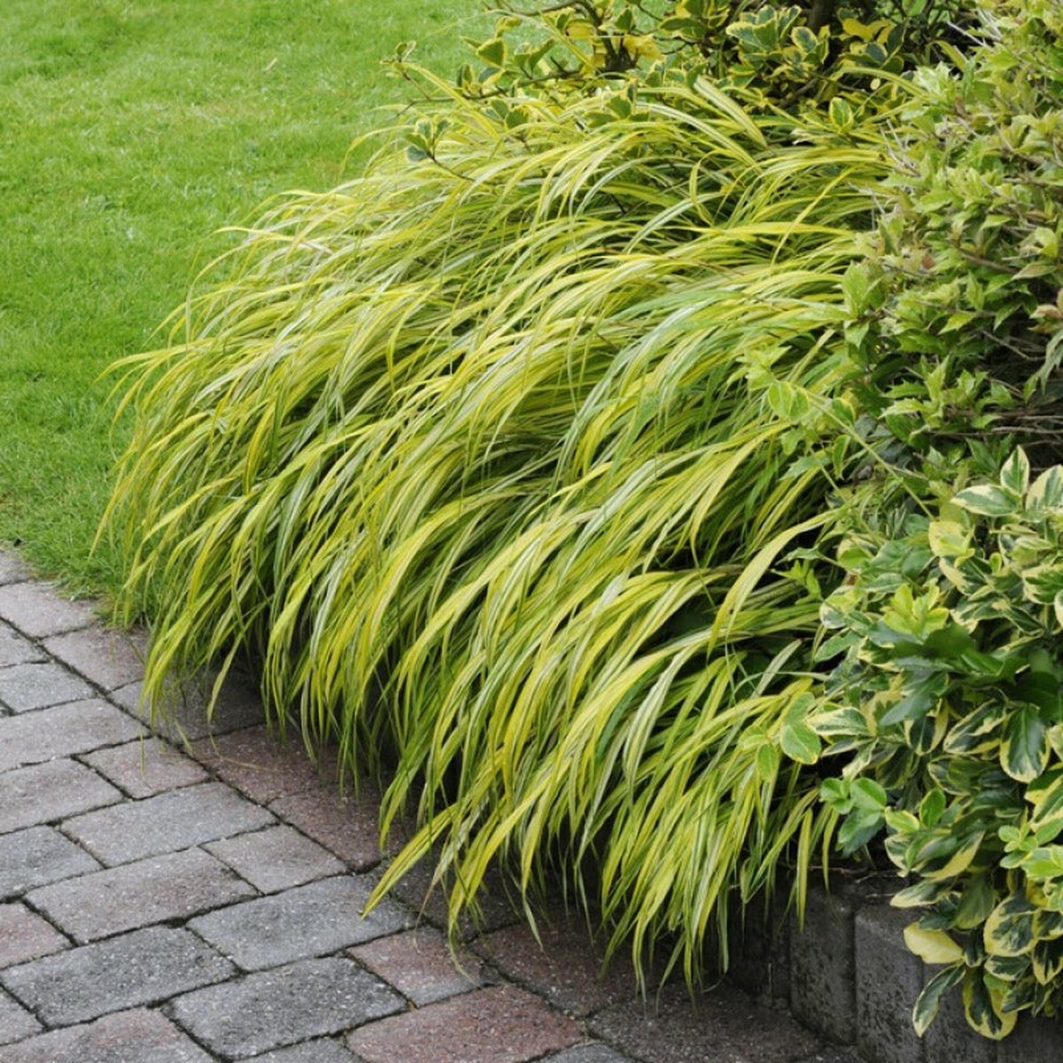 12 x Japans Berggras Groen - Hangend Winterhard Siergras - Hakonechloa macra in 9x9cm pot met hoogte 5-10cm
