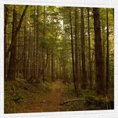 WallClassics - Sticker Muursticker - Forêt avec Chemin de Marche - 100x100 cm Photo sur Sticker Muursticker