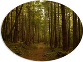 WallClassics - PVC Schuimplaat Ovaal - Bos met Wandelpad - 80x60 cm Foto op Ovaal  (Met Ophangsysteem)