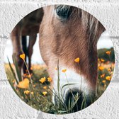 WallClassics - Muursticker Cirkel - Paard Eet Gele Bloemen - 20x20 cm Foto op Muursticker
