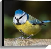 WallClassics - Toile - Vogel Pimpelmees - 40x40 cm Photo sur toile ( Décoration murale sur toile)