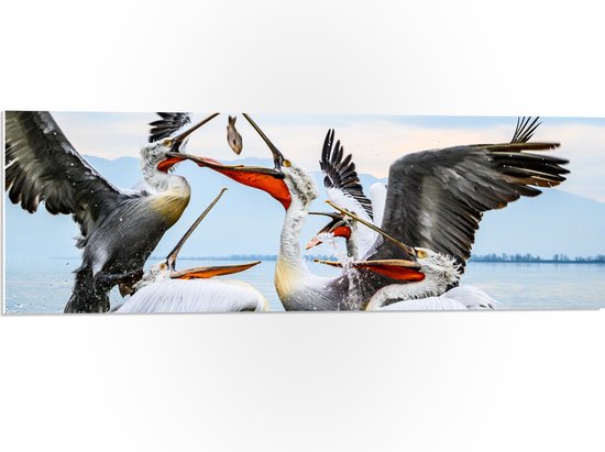 WallClassics - PVC Schuimplaat - Pelikanen Vechten om een Vis - 90x30 cm Foto op PVC Schuimplaat (Met Ophangsysteem)