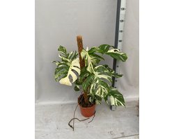 Monstera Albo Variegata - 2 Planten In De Pot 100cm↑ Potmaat Ø27cm Zeldzame Kamerplant