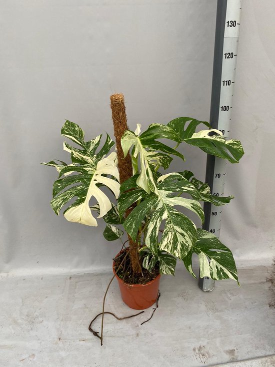 Monstera Albo Variegata - 2 Planten In De Pot 100cm↑ Potmaat Ø27cm Zeldzame Kamerplant