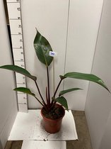 Philodendron Firebird 50cm↑ Taille du pot Ø19cm Plante d'intérieur rare