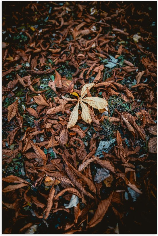 WallClassics - Poster brillant - Feuilles d'automne marron - 70 x 105 cm Photo sur papier poster avec finition brillante