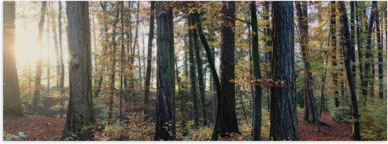 WallClassics - Affiche brillante - Forêt automnale avec feuilles brunes au Terre - Photo 120 x 40 cm sur papier poster brillant
