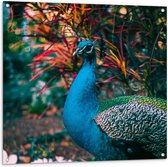 WallClassics - Tuinposter – Prachtige Blauw Groene Pauw - 100x100 cm Foto op Tuinposter  (wanddecoratie voor buiten en binnen)