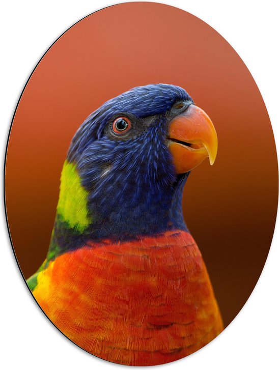 WallClassics - Dibond Ovaal - Hoofd van Kleurrijke Loriini Vogel - 51x68 cm Foto op Ovaal (Met Ophangsysteem)