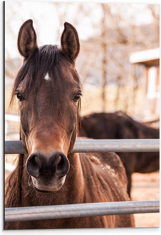WallClassics - Dibond - Cheval brun derrière une clôture - Photo sur aluminium 40x60 cm (Décoration murale en métal)