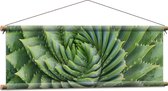 WallClassics - Textielposter - Spiraalvormige Cactus - 90x30 cm Foto op Textiel