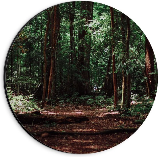 WallClassics - Cercle mural Dibond - Troncs d'arbres sombres en forêt - Photo 20x20 cm sur cercle mural en aluminium (avec système de suspension)