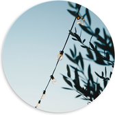 WallClassics - PVC Schuimplaat Muurcirkel - Lampslinger bij Groene Takken - 60x60 cm Foto op Muurcirkel (met ophangsysteem)