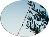 WallClassics - Dibond Ovaal - Lampslinger bij Groene Takken - 96x72 cm Foto op Ovaal (Met Ophangsysteem)