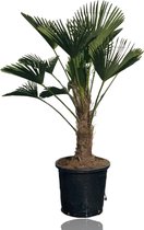 Tropictrees - Palmboom - Trachycarpus Wagnerianus - Plant - Winterhard - Pot ⌀ 32cm - Hoogte ca. 110cm