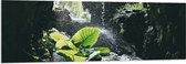 WallClassics - PVC Schuimplaat- Groen Plantje Achter Stromend Water in een Grot - 150x50 cm Foto op PVC Schuimplaat