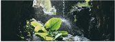 WallClassics - Poster Glanzend – Groen Plantje Achter Stromend Water in een Grot - 60x20 cm Foto op Posterpapier met Glanzende Afwerking