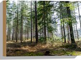 WallClassics - Bois - Grands Pins de la Forêt - 40x30 cm - 12 mm d'épaisseur - Photo sur Bois (Avec Système d'accrochage)
