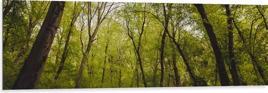 WallClassics - Dibond - Klimop op Bomen in het Bos - 150x50 cm Foto op Aluminium (Wanddecoratie van metaal)