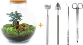 Terrarium - Bolder Bob bonsai - ↑ 30 cm - Ecosysteem plant - Kamerplanten - DIY planten terrarium - Mini ecosysteem + Hark + Schep + Pincet + Schaar